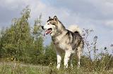ALASKAN MALAMUTE 419